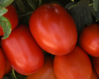 Bellatrix Hybrid Tomato Seeds